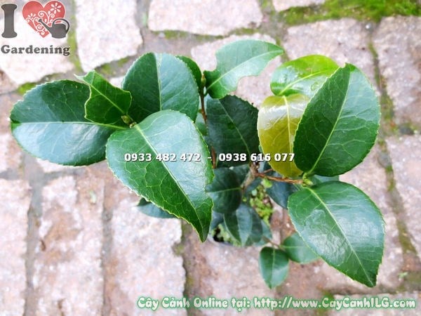 Cây trà mi giống cao 40cm - ý nghĩa phong thủy và ứng dụng cảnh quan