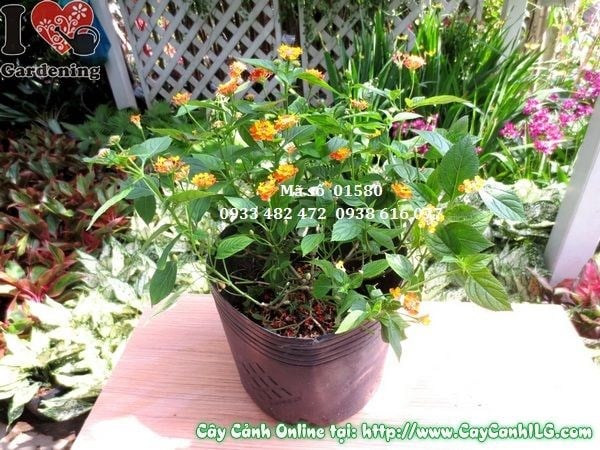cây trâm ổi cao 30cm màu sắc sặc sỡ tại ILG