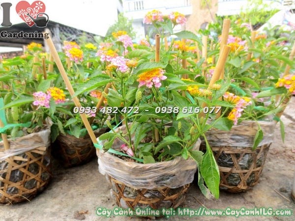Cây Trâm Ổi Hoa Hồng Giống Mới cao 20cm – giống cây hoa hồng cam rực rỡ