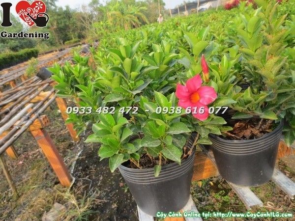 Cây Trang Đài Ms 23225 trồng ngoại thất sân vườn