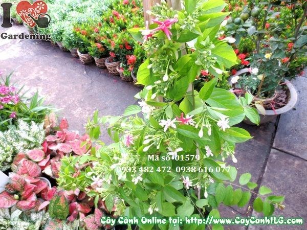 Cây trang leo Ms 01579 – thân leo, lá xanh và hoa đẹp