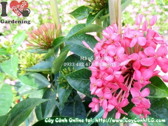 Cây Trang Mỹ Ms 03107 – thân gỗ nhỏ, lá xanh bóng, hoa cụm hồng