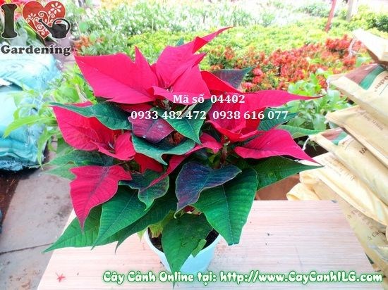 Cây trạng nguyên cao 30cm nhìn từ trên – tán lá đỏ đều đẹp