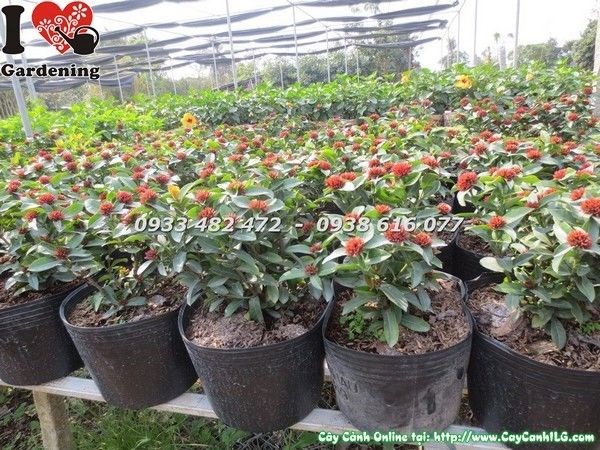 Cắt tỉa tạo dáng cây Trang Sen để kích hoa và giữ hình đẹp