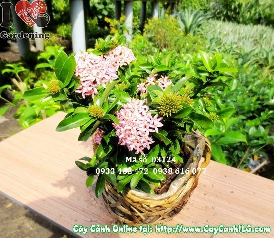 Cây trang thái hồng cao 20cm – chùm hoa hồng rực đẹp mắt