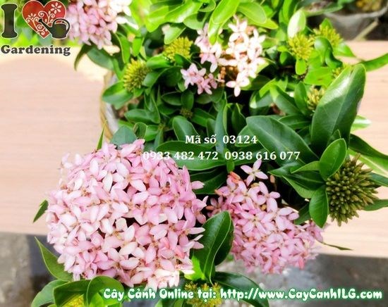 Cây trang thái hồng 20cm – hoa hồng nở thành chùm rực rỡ