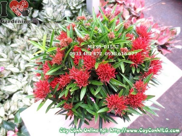 Cây trang thái mới cao 35cm trồng hàng loạt tại vườn ILG