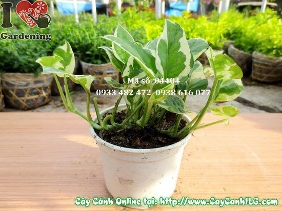 Lá Trầu Bà Cẩm Thạch nhìn gần – vân trắng xanh độc đáo
