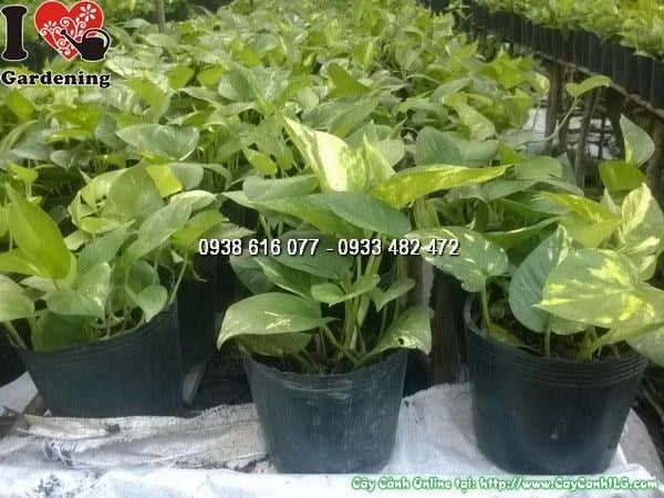 Nhân giống cây trầu bà bằng giâm cành