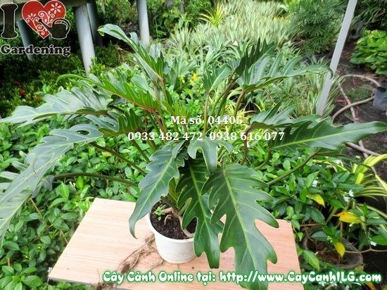 Cây trầu bà khía 45cm trồng chậu trang trí nội thất
