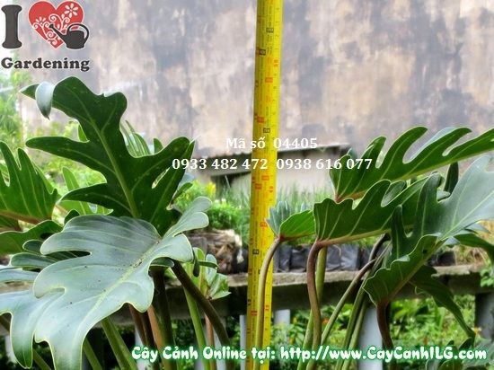 Cây trầu bà khía 45cm trang trí khuôn viên quán cà phê văn phòng