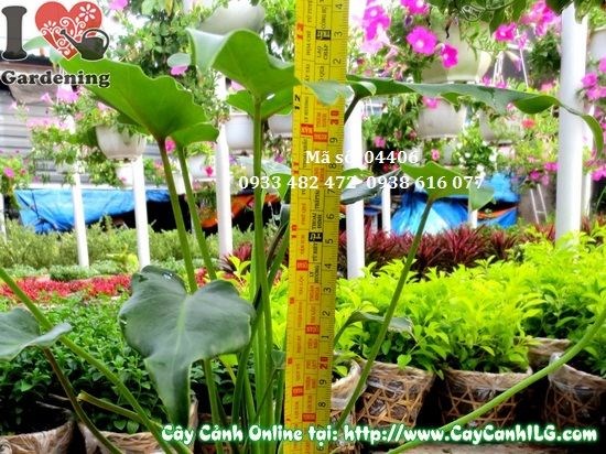 Ý nghĩa phong thủy cây trầu bà khía chậu rêu