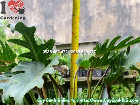 Lá xẻ đặc trưng của cây trầu bà lá xẻ cao 45cm