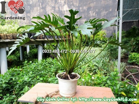 Chăm sóc cây trầu bà lá xẻ 45cm – cắt tỉa lá vàng và tưới nước