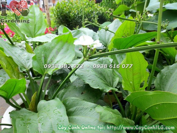 Lá cây trầu bà nước xanh bóng mượt, gân lá rõ nét
