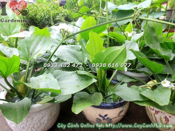 Cây trầu bà nước trồng ven hồ tạo cảnh quan xanh tươi