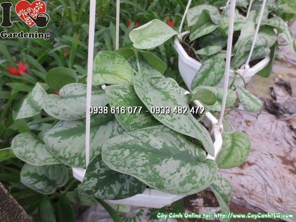 Cây trầu bà pháp lá bầu tròn màu loang trắng xanh đẹp mắt