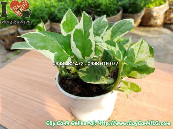 Lá trầu bà sữa đốm trắng xanh mướt – cây cao 10cm Ms 12529