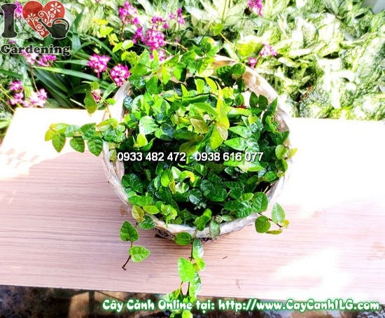 Cây trâu cổ cao 15cm – giống cây leo phủ tường xanh mát
