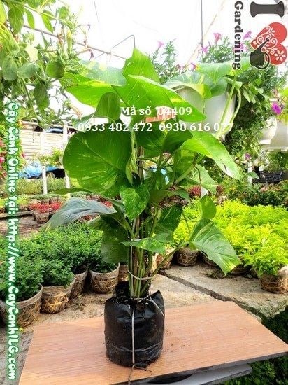 Cây trầu ông cao 65cm – trồng chậu trang trí văn phòng quán cà phê
