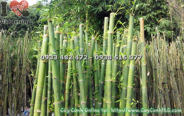 Bụi tre măng xanh tươi trong khuôn viên cảnh quan
