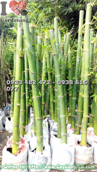 Cây tre măng tạo cảnh quan xanh mát cho khuôn viên