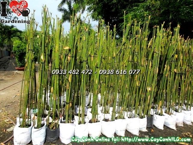 Cây trúc cần câu tươi tốt tại vườn ILG