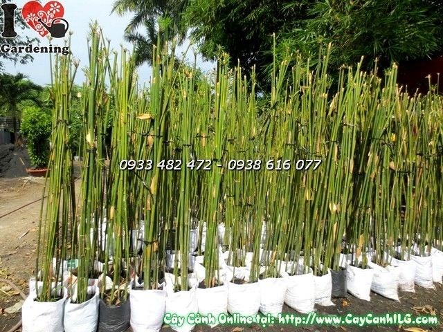 Cây trúc cần câu khỏe mạnh xanh tốt