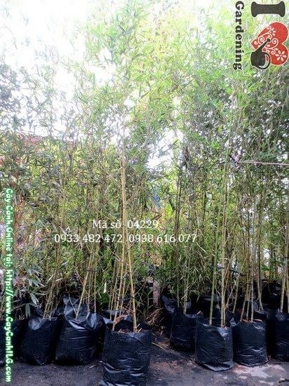 Cây trúc Đà Lạt cao 2,5m – mã số 04229 tại vườn ILG