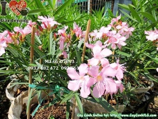 Cây trúc đào hồng trồng cảnh quan công trình – hoa hồng rực rỡ