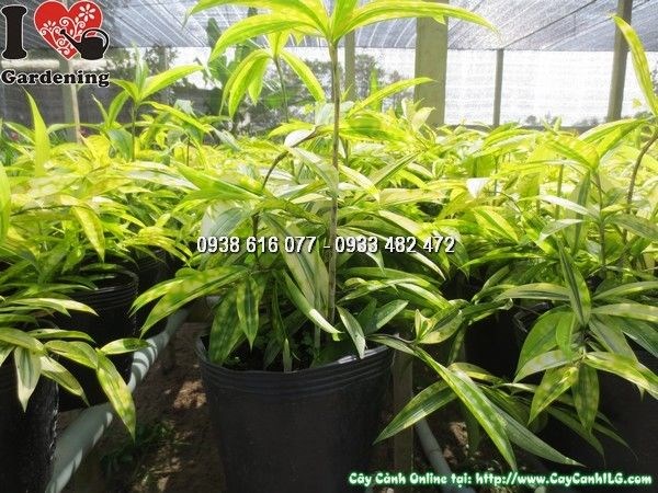 Cây trúc nhật vàng cao 55cm – lá xanh vàng đặc trưng