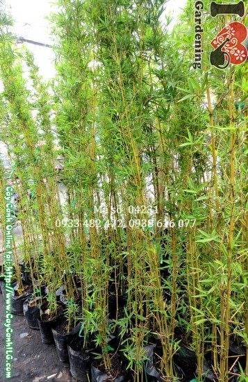 Thân đốt và lá cây trúc quân tử cao 1,6m xanh mướt