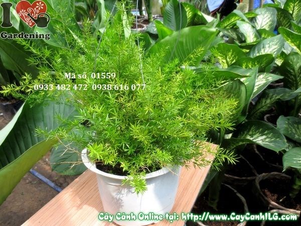 Cây trúc thiên môn lá kim xanh mát trang trí nội thất và cảnh quan