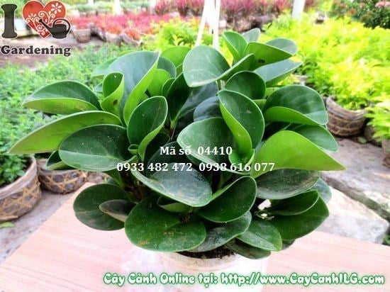 Cây trường sinh 30cm ưa sáng, thích hợp trang trí quanh nhà