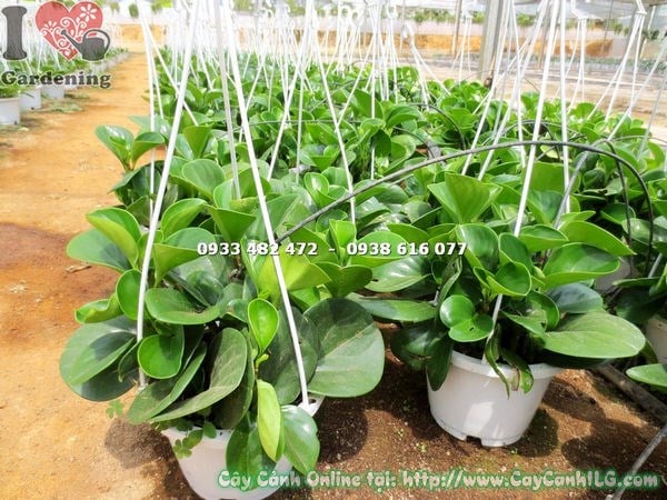 cây trường sinh chậu treo cao 25cm – lá xanh dày đặc trang trí nội thất