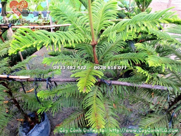 Cây tùng bách tán cao 1m4 - vẻ đẹp xanh mướt quanh năm