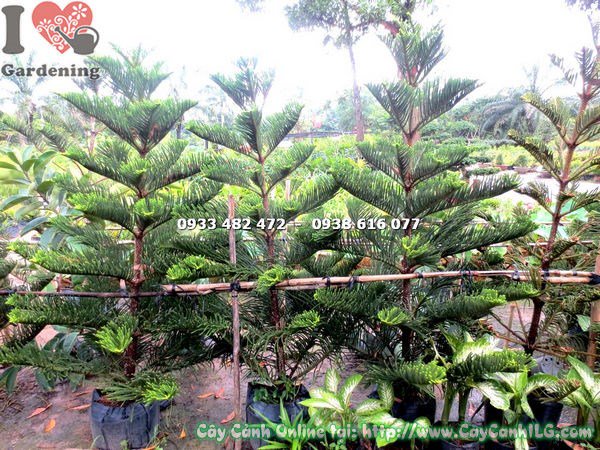Tán cây tùng bách tán 1m7 đều tầng, xanh mướt – Ms 17836