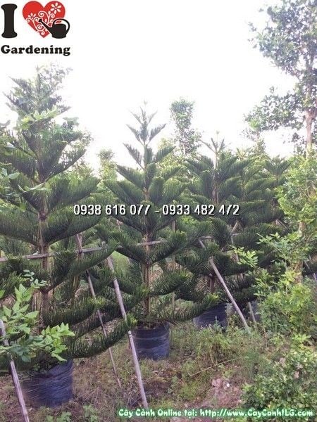Chi tiết lá và tán cây tùng bách tán cao 2m2