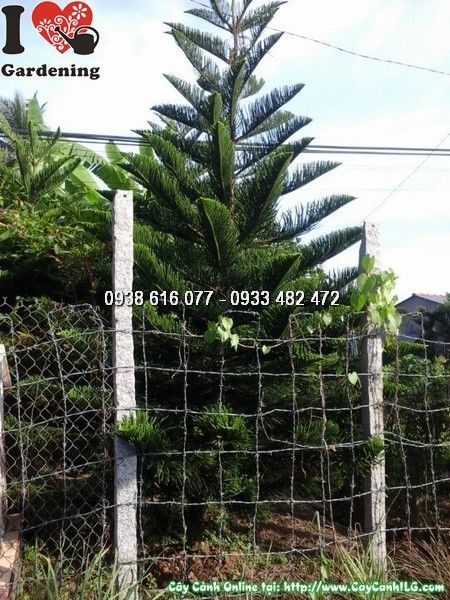 Cây tùng bách tán cao 3m5-4m ứng dụng cảnh quan công trình