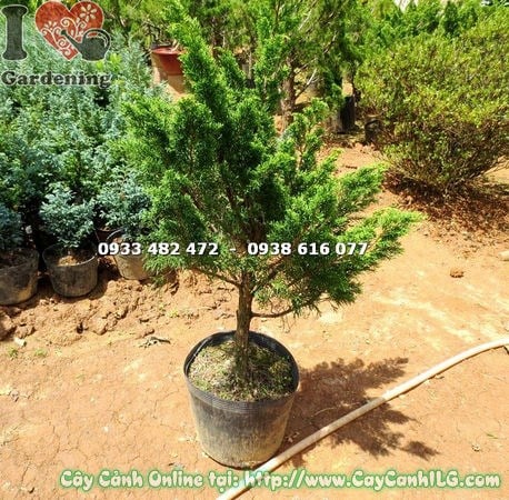Cây Tùng Búp cao 1m cắt tỉa đẹp tán đều