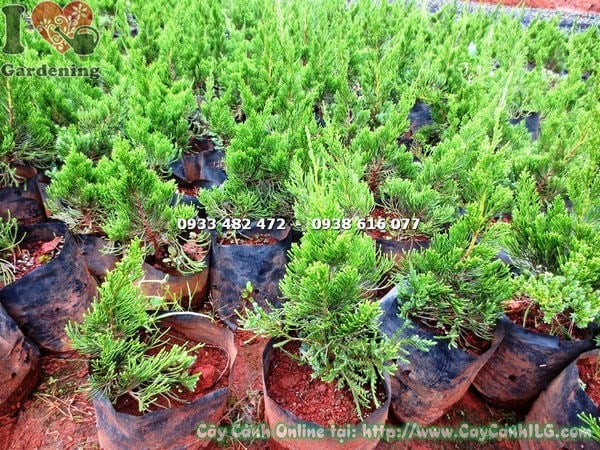 Chăm sóc cây tùng cối - tưới nước và bón phân đúng cách