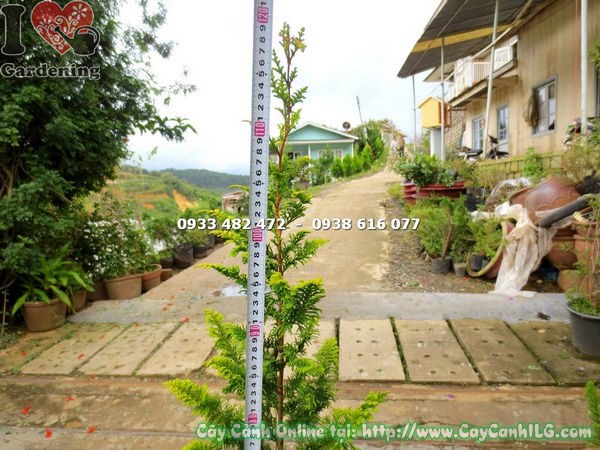 cây tùng kim cương cao 1.2m dáng tháp đẹp