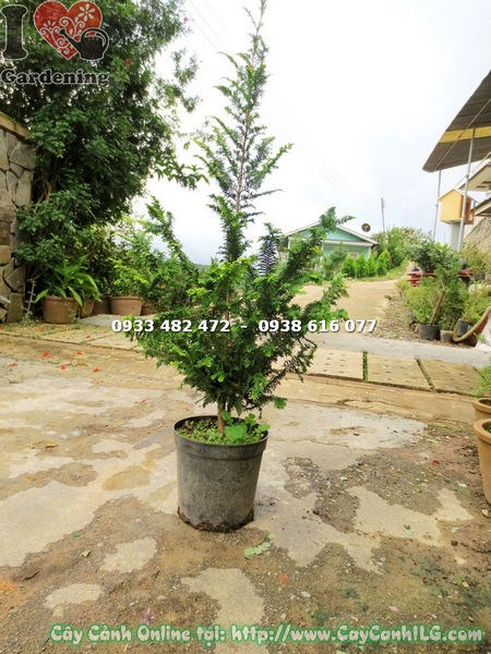 cây tùng kim cương trồng sân vườn công trình cảnh quan