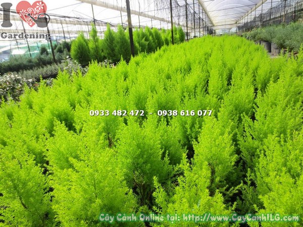 cây tùng thơm cao 20cm Ms 13592 tại ILG