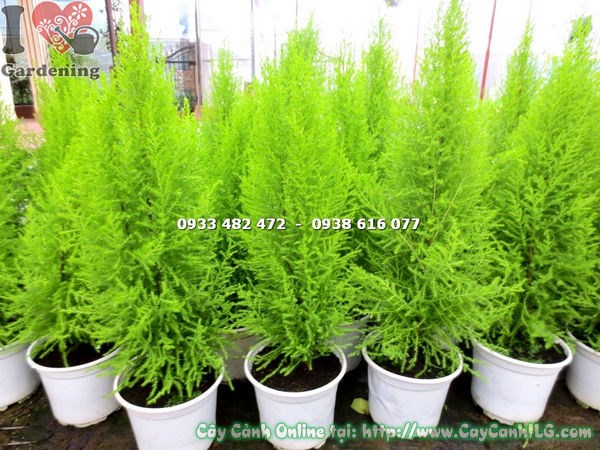 Lá cây tùng thơm xanh mướt, dày đặc