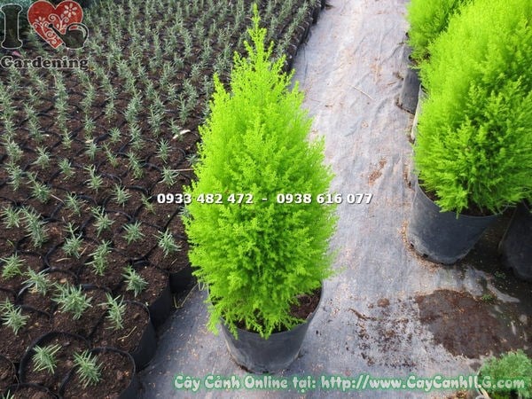 Cây tùng thơm gốc lớn cao 2m tại ILG