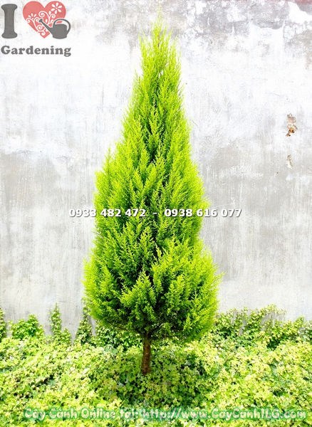 cây tùng thơm gốc lớn cao 1.2m ms 13587