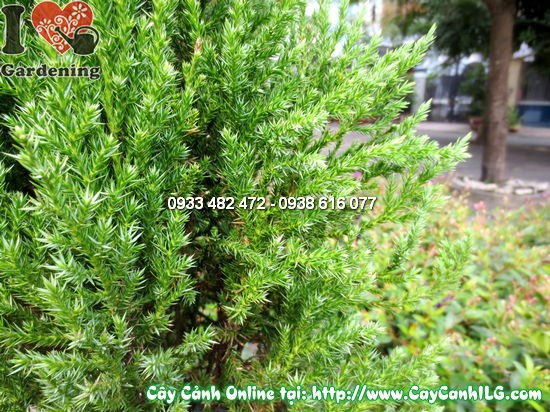 Cây tùng xà cao 80cm nhận ánh sáng tốt, lá xanh đậm bóng