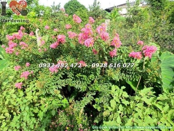 Tường vi hoa đỏ cao 1m - thân cành cứng cáp sẵn sàng ra hoa
