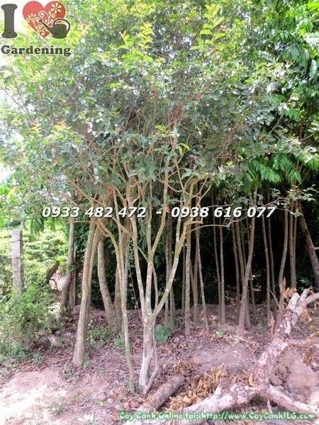 Cây tường vi hoa đỏ lớn cao 3m - cây cảnh quan công trình ILG